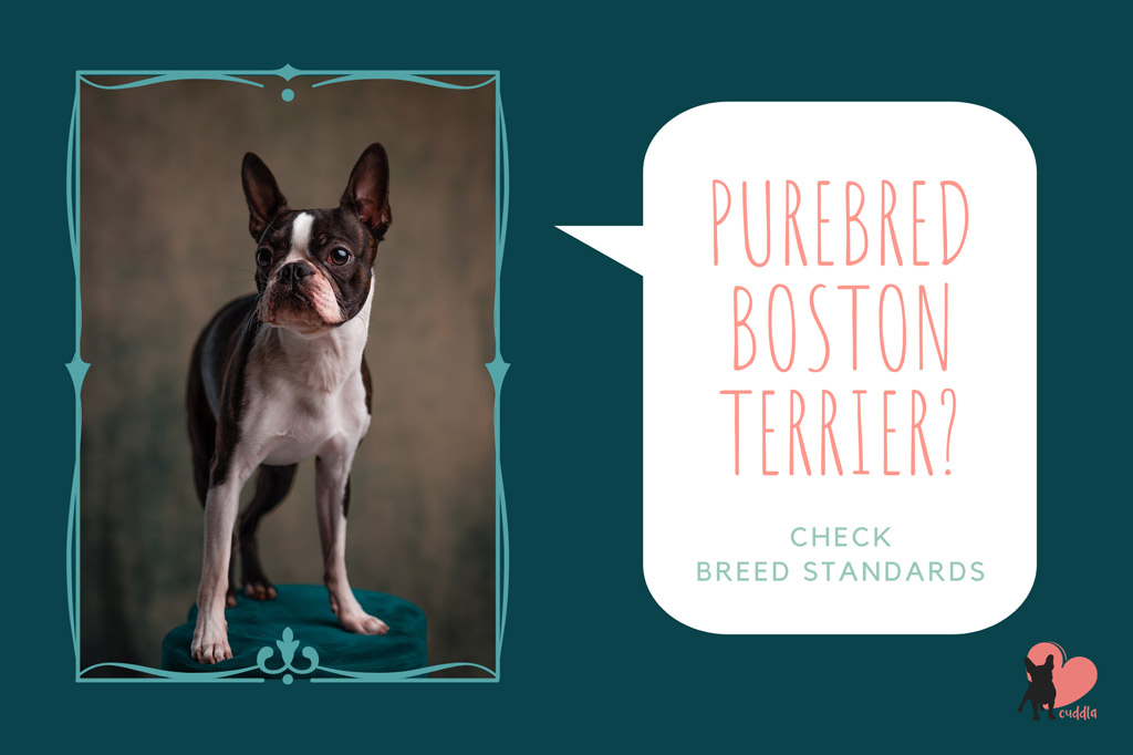 boston-terrier-purebred-standards