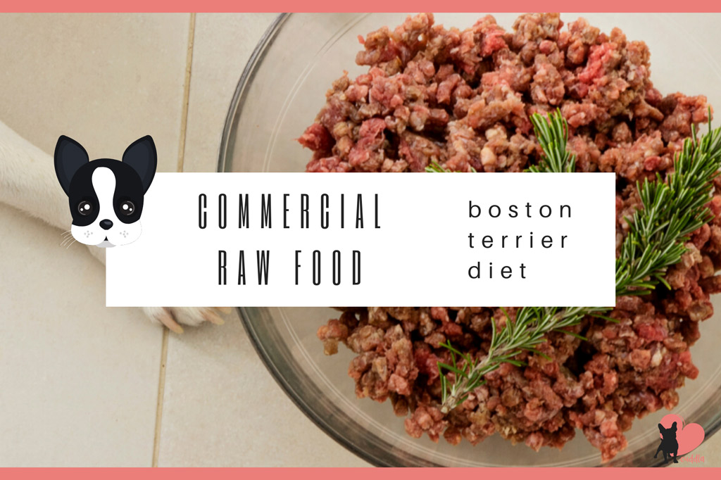 boston-terrier-raw-diet-commercial-food
