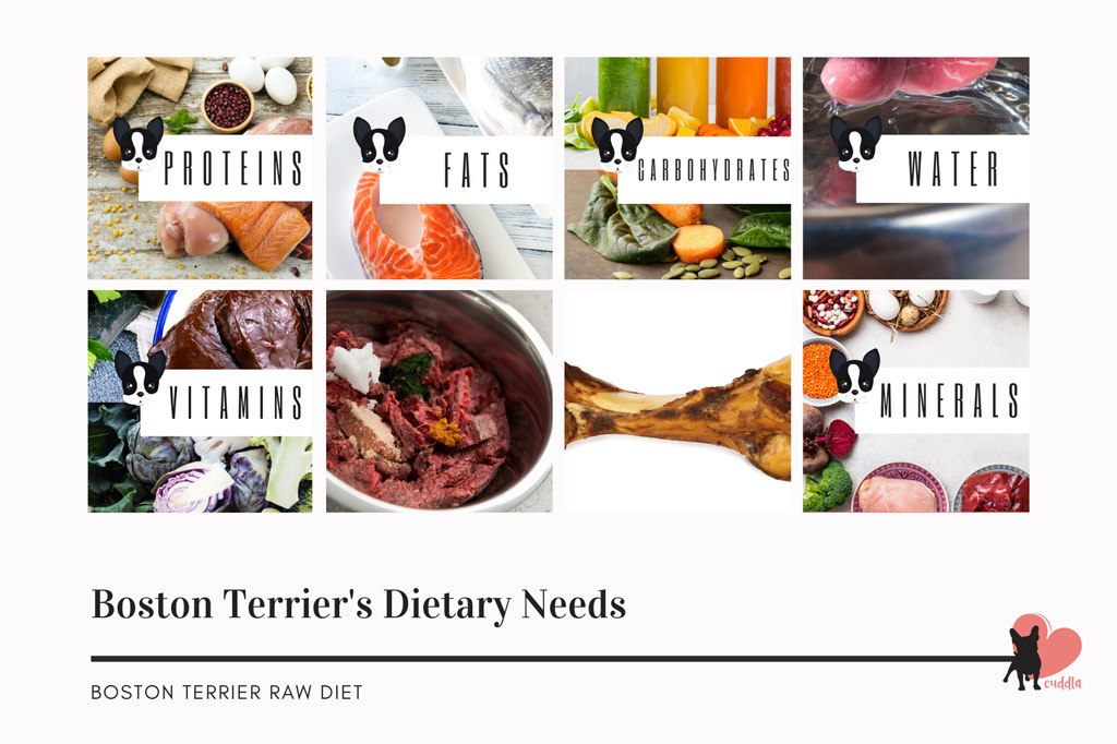 boston-terriers-raw-diet-the-ultimate-guide-to-raw-feeding