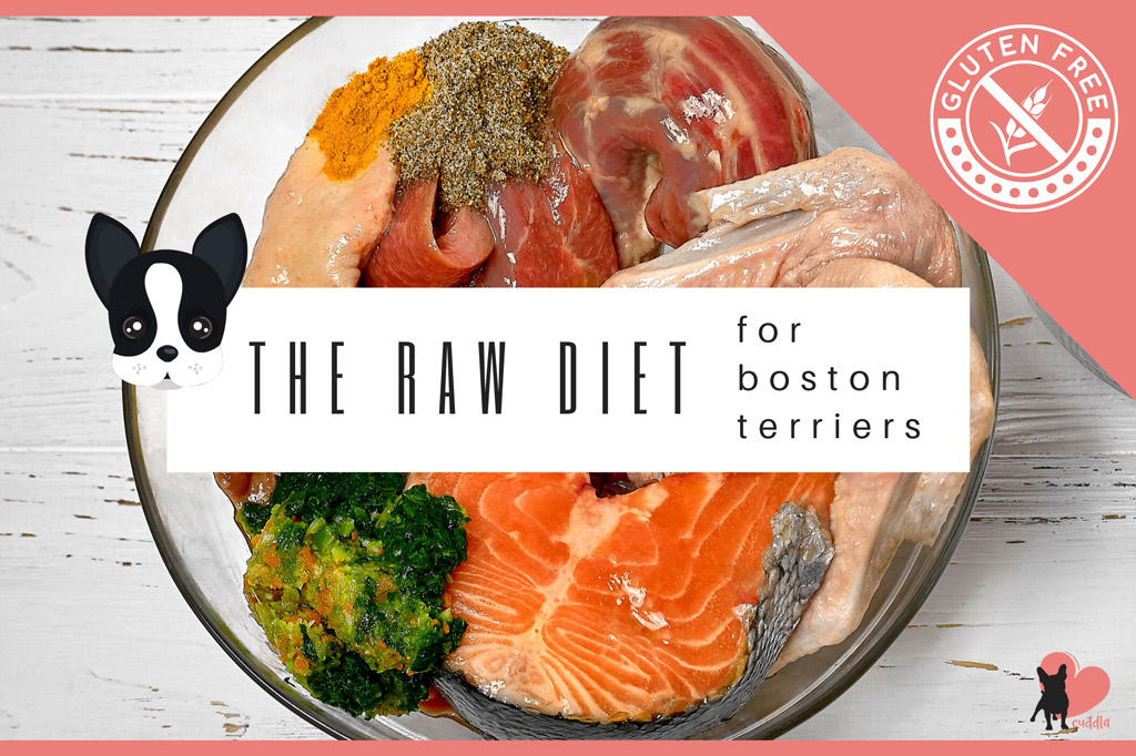 boston-terrier-raw-diet