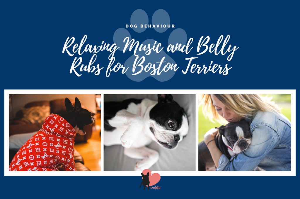 boston-terrier-relaxing-tips-for-hyperactivity