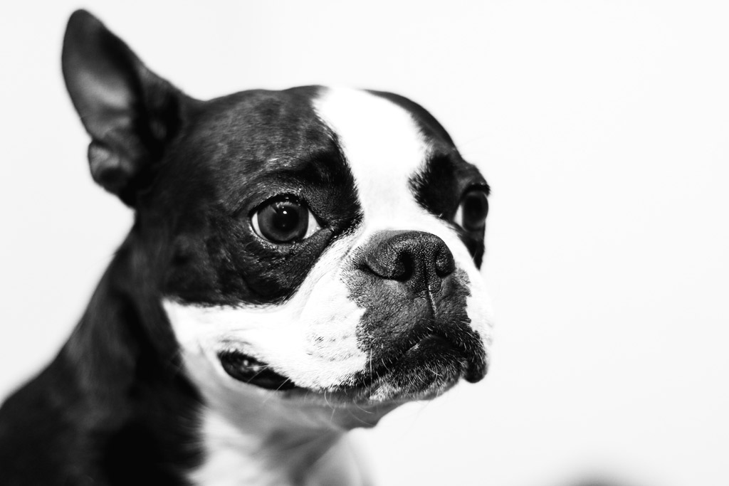 /boston-terrier-rescue