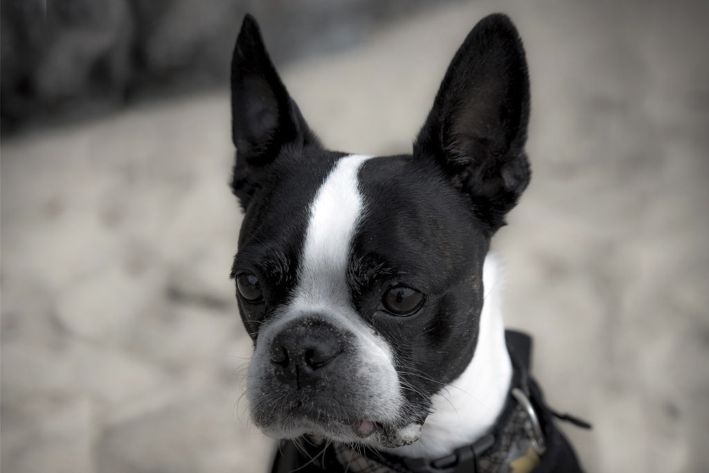 boston-terrier-reverse-sneezing