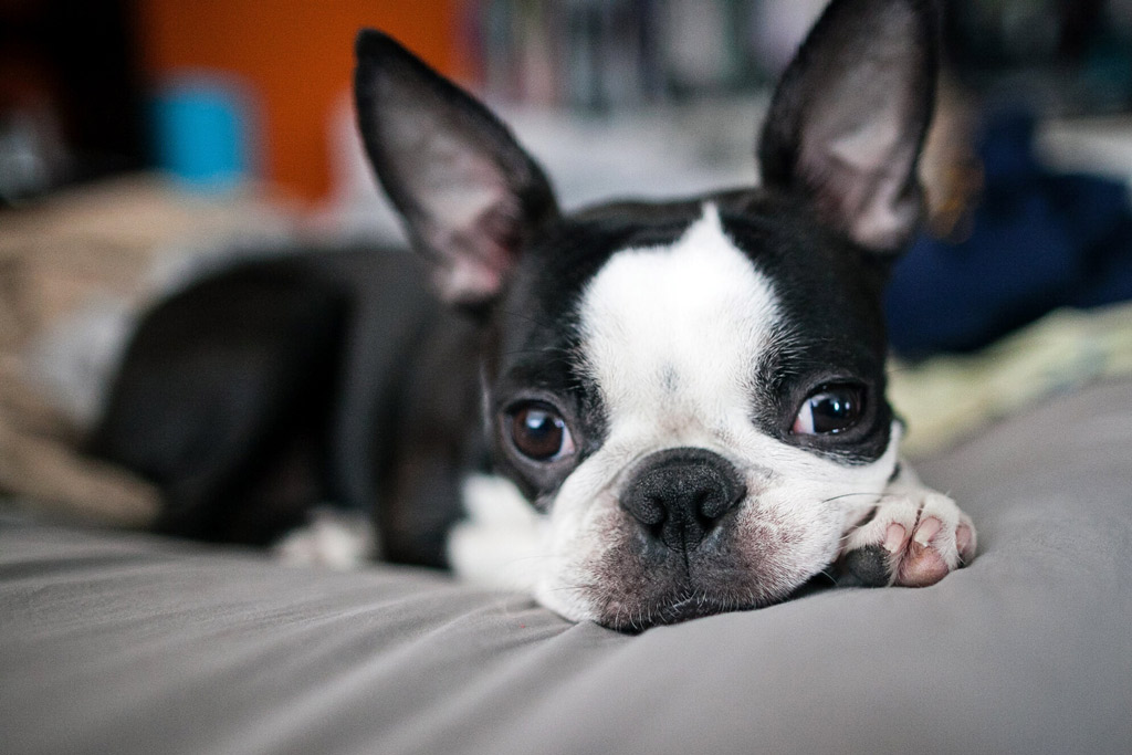 Boston Terrier Separation Anxiety - 16 Things that Help