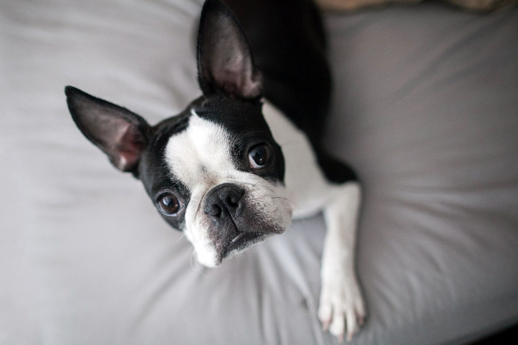 Boston Terrier Separation Anxiety - 16 Things that Help