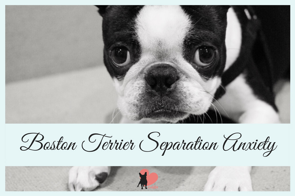 boston-terrier-separation-anxiety