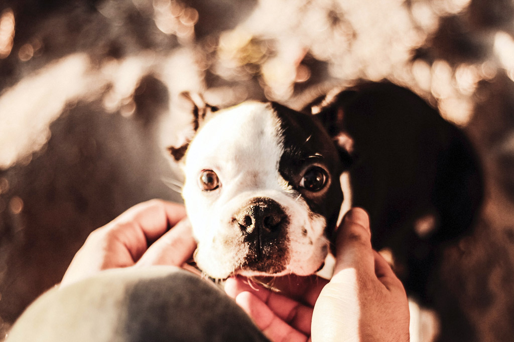 boston-terrier-shaking-excited