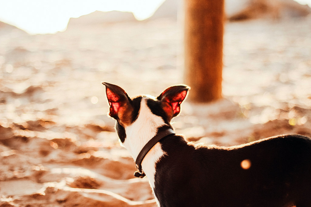 boston-terrier-shaking-nervous