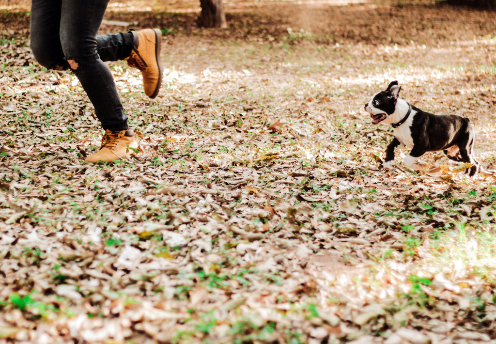 boston-terrier-shaking-reasons