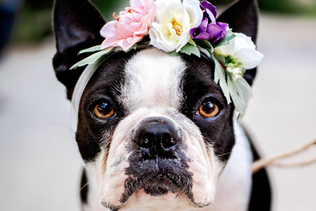 boston-terrier-shedding