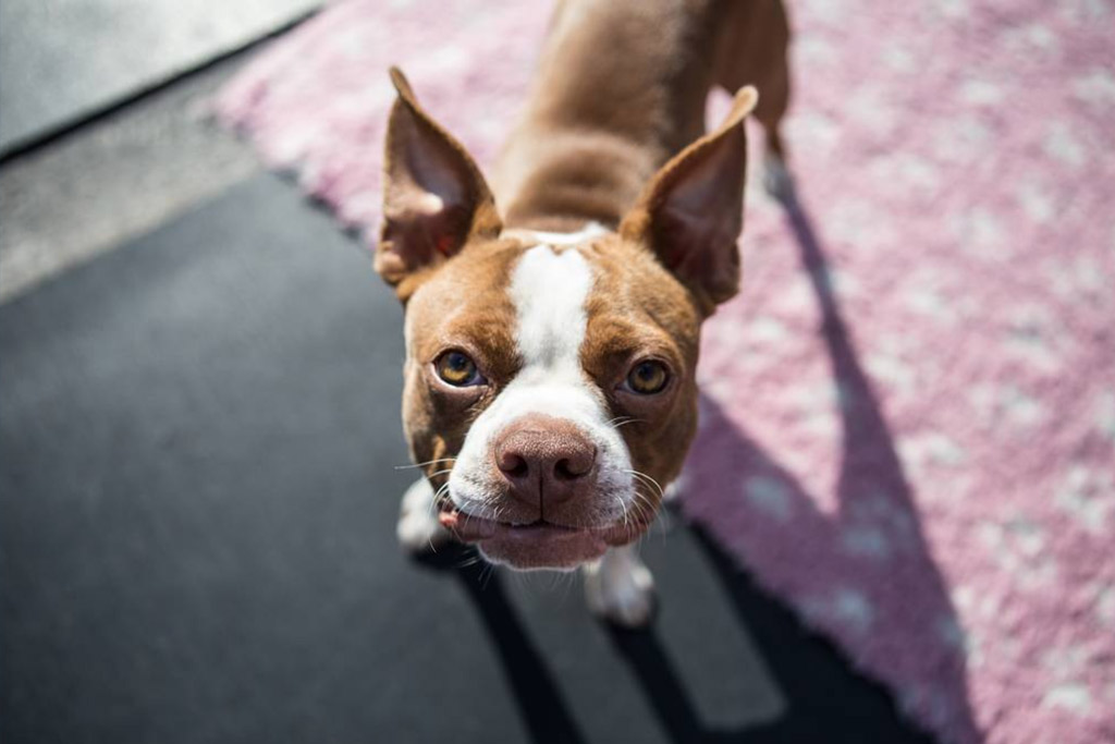 boston-terrier-situational-anxiety