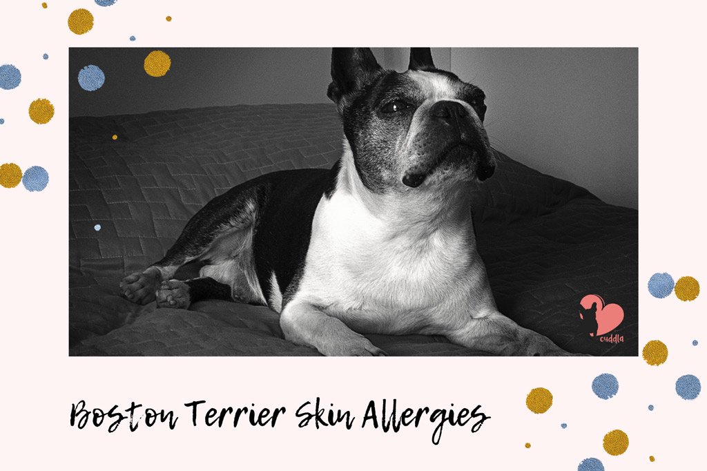 boston-terrier-skin-allergies