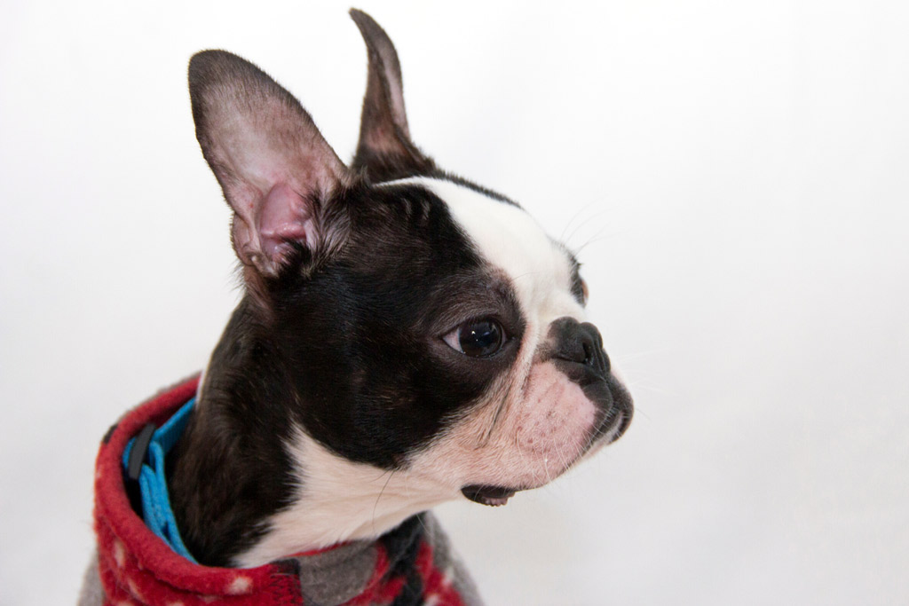 boston-terrier-skin-folds