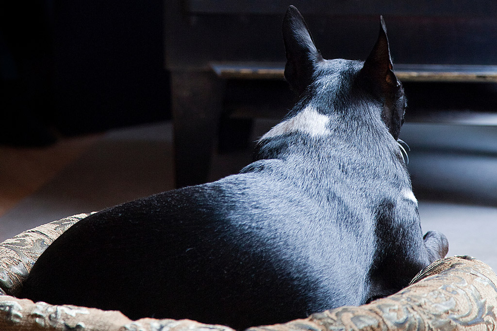 boston-terrier-sleep-factors