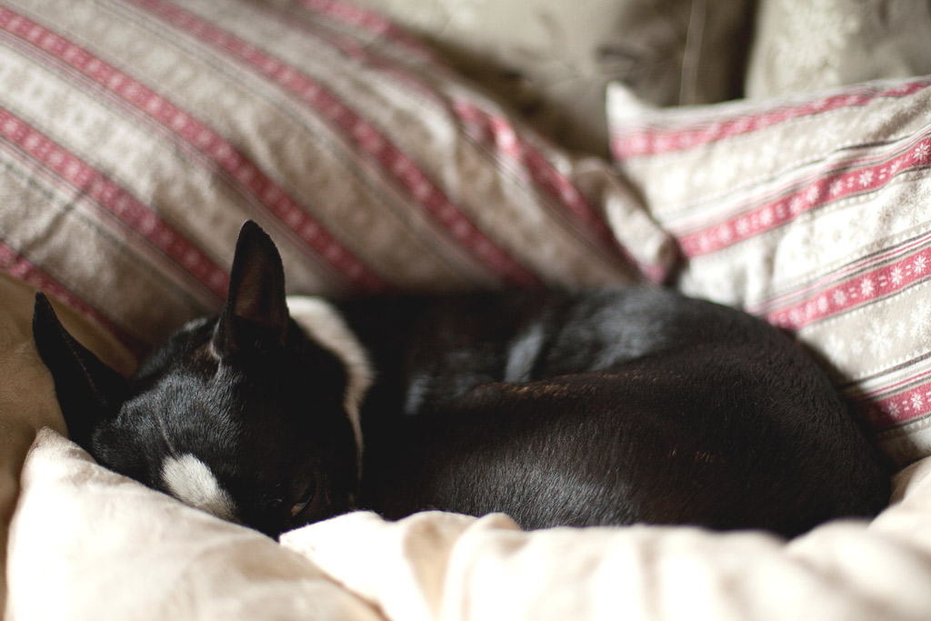 boston-terrier-sleeping-position