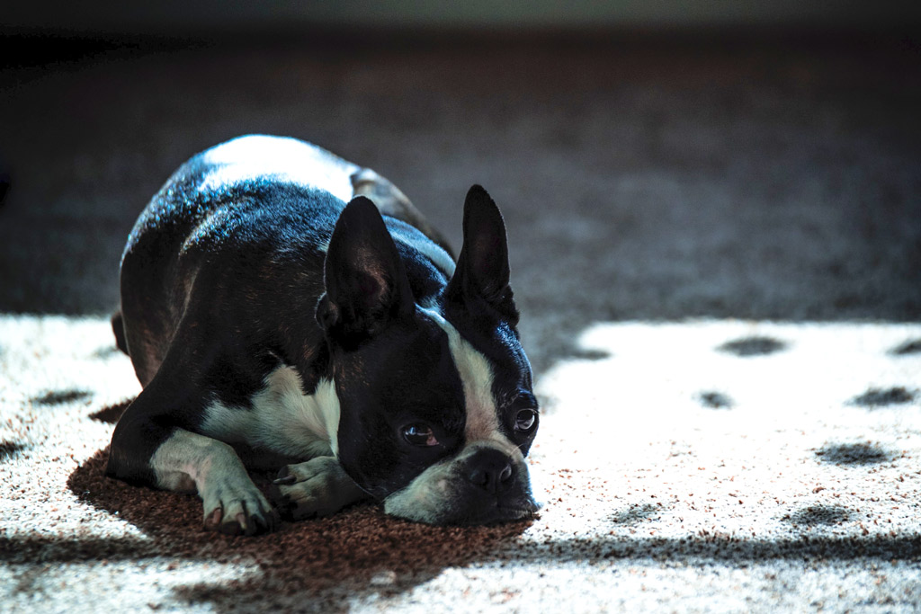 boston-terrier-snoring