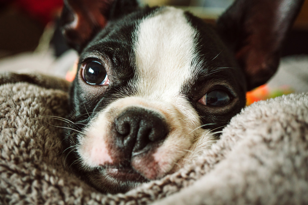 boston-terrier-snuggling