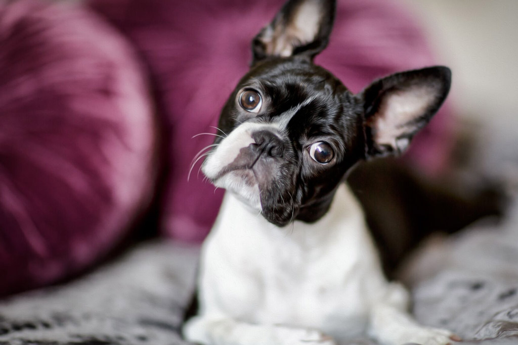 boston-terrier-socialization-tips