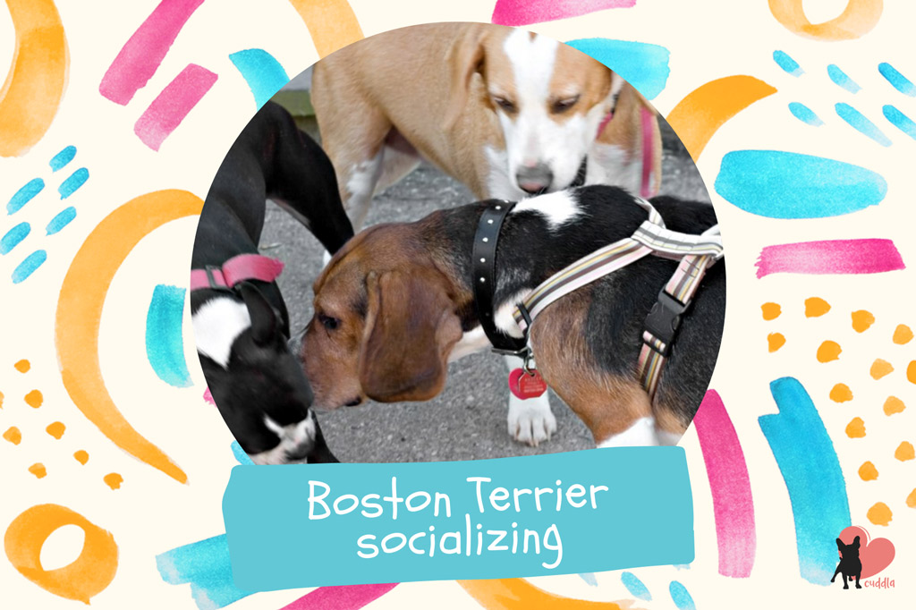 boston-terrier-socializing