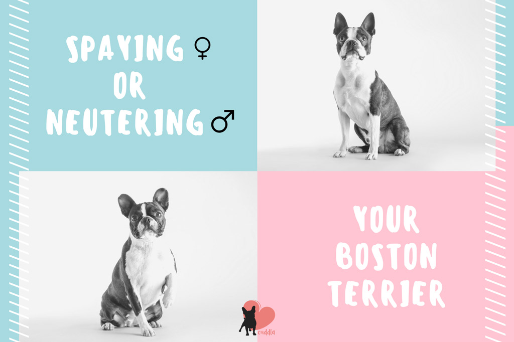 boston-terrier-spaying-or-neutering