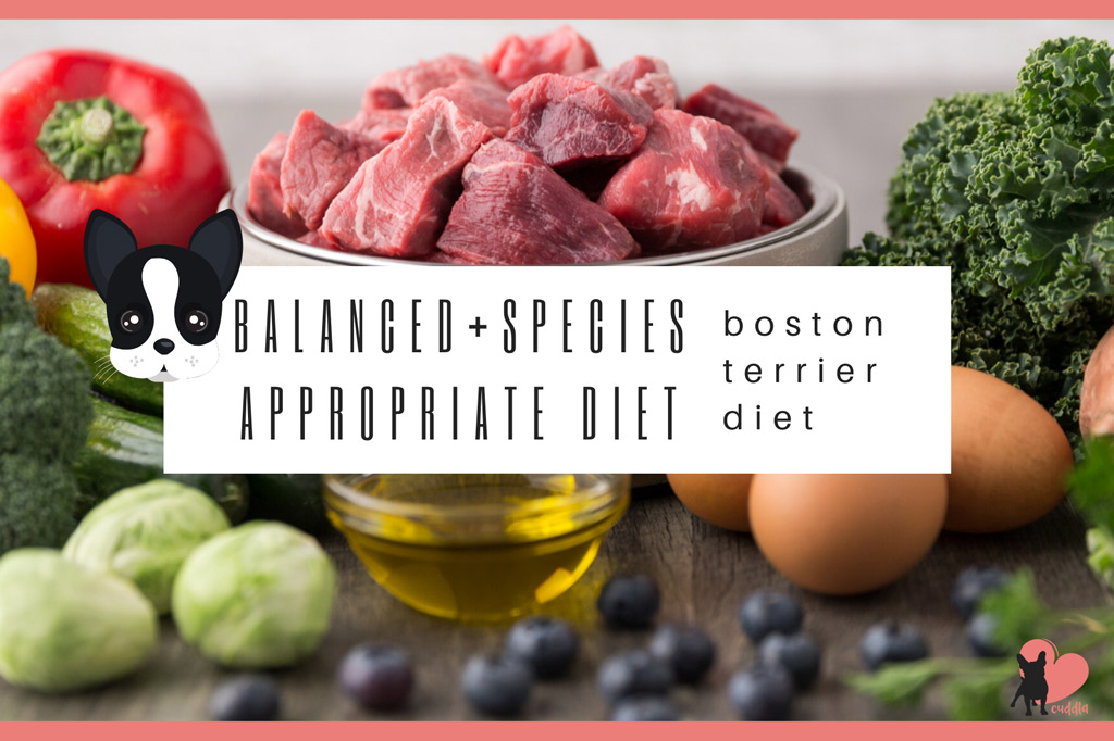 boston-terrier-species-appropriate-diet