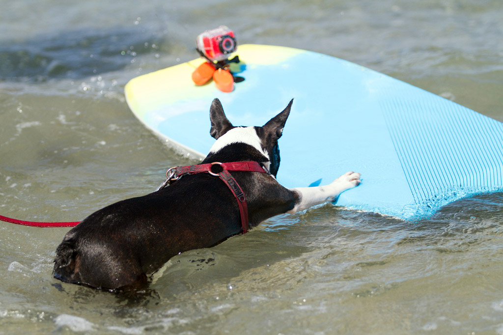 Can Boston Terriers Swim? How to Train Your Dog to Swim