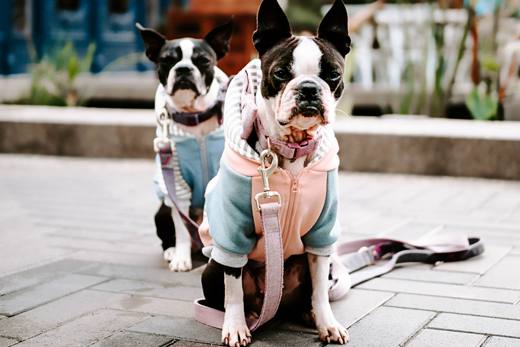 boston-terrier-sweater-guide