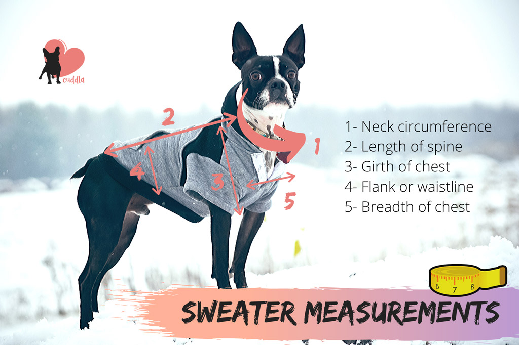 boston-terrier-sweater-measurements