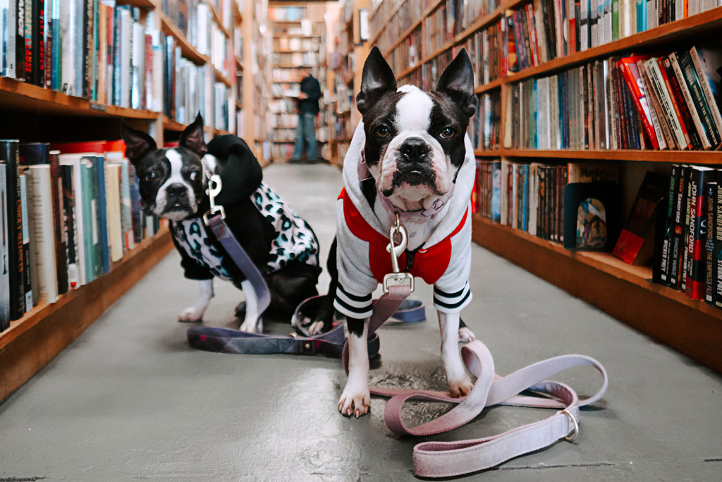 boston-terrier-sweater