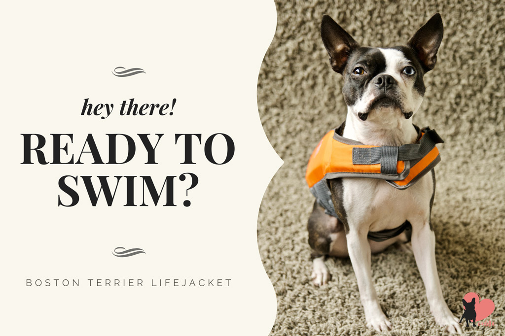 boston-terrier-swimming-safety