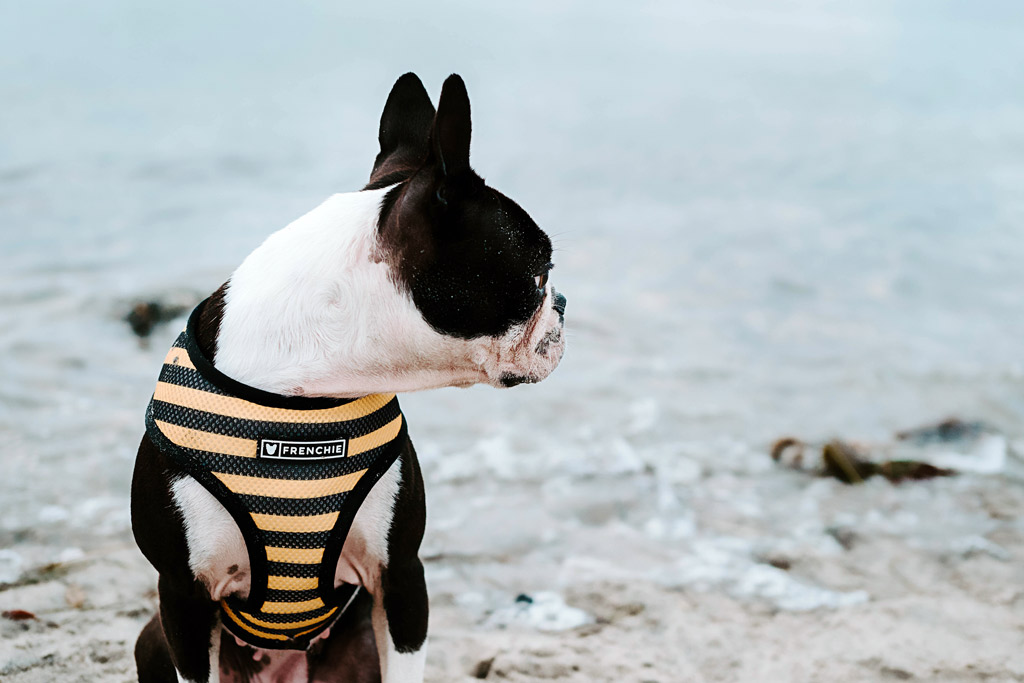 boston-terrier-swimming