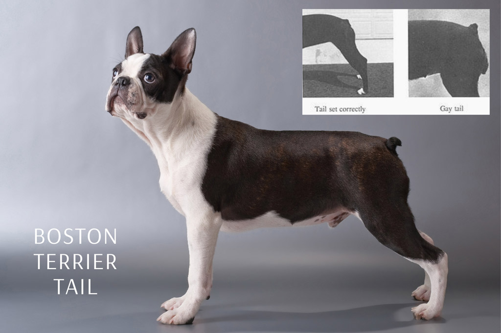 Do Boston Terriers Have Tails Breed Standards Tail Facts