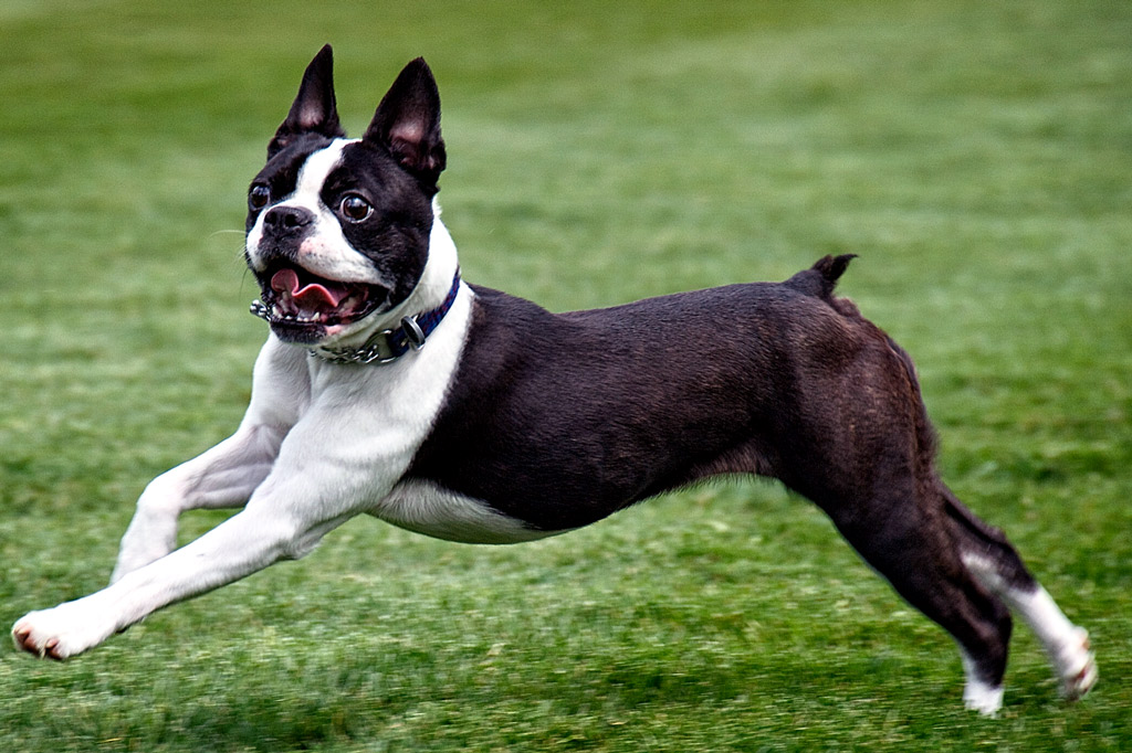 purebred boston terrier