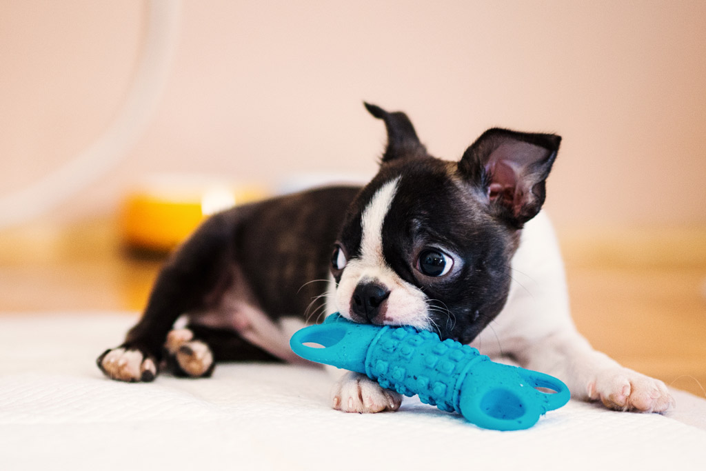 boston-terrier-teething-solutions