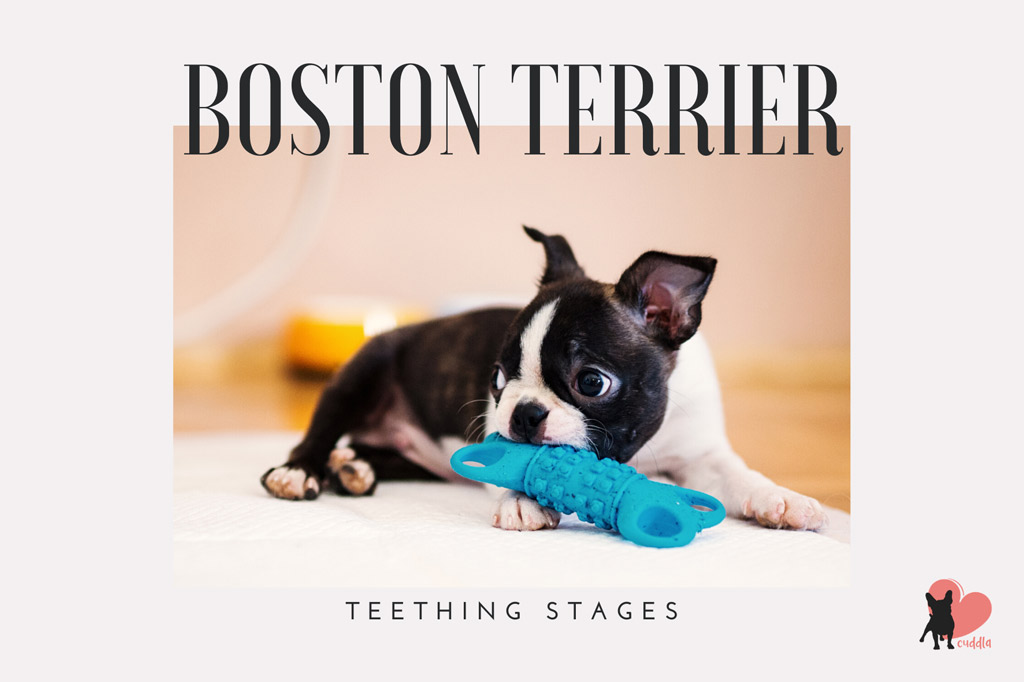 boston-terrier-teething