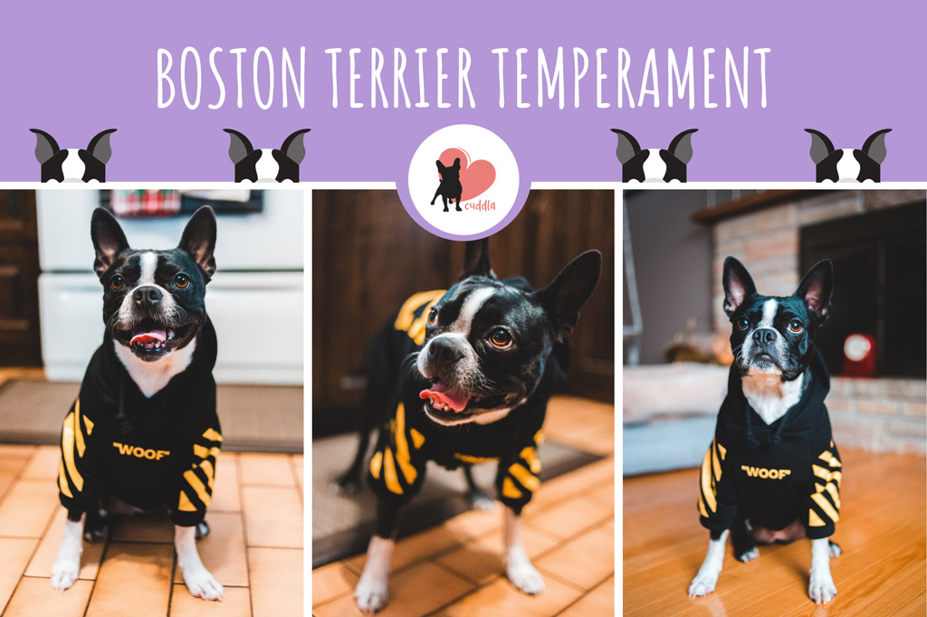 boston-terrier-temperament