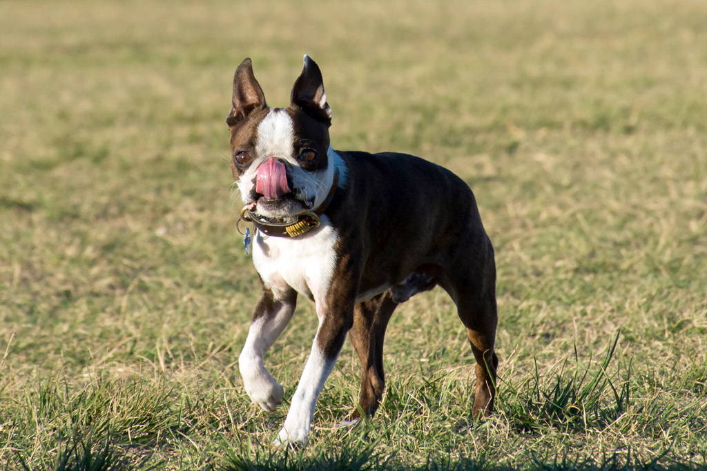 boston-terrier-tongue-out