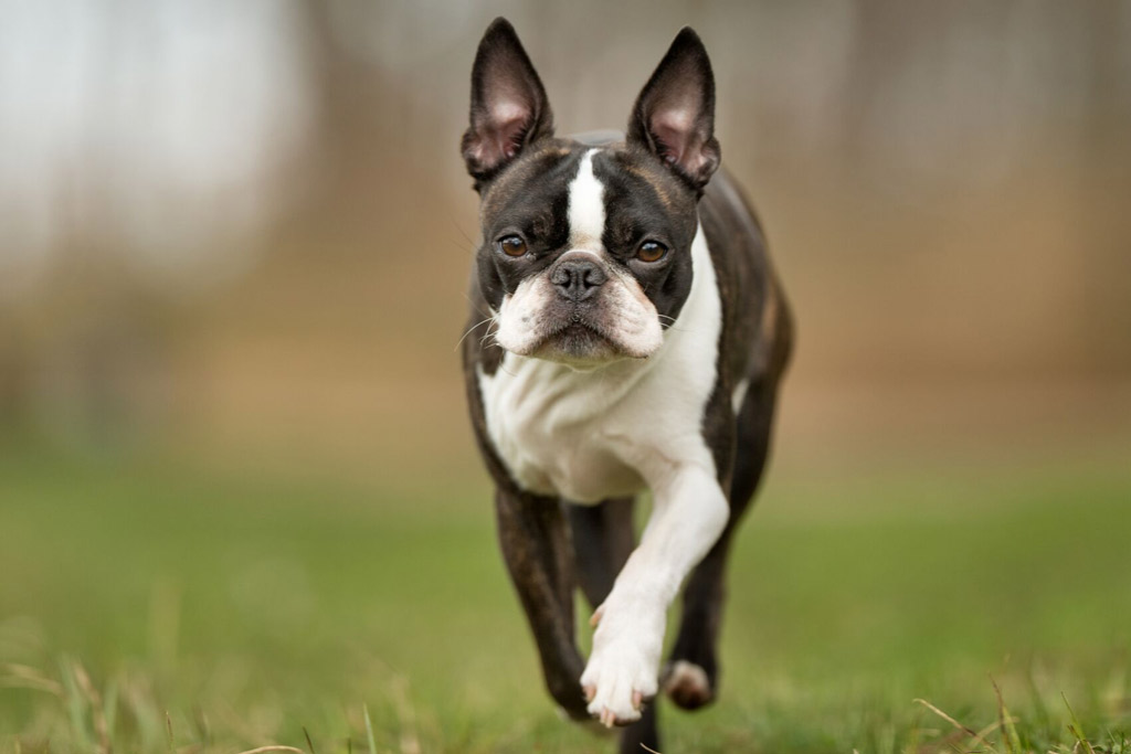 boston-terrier-training-basics