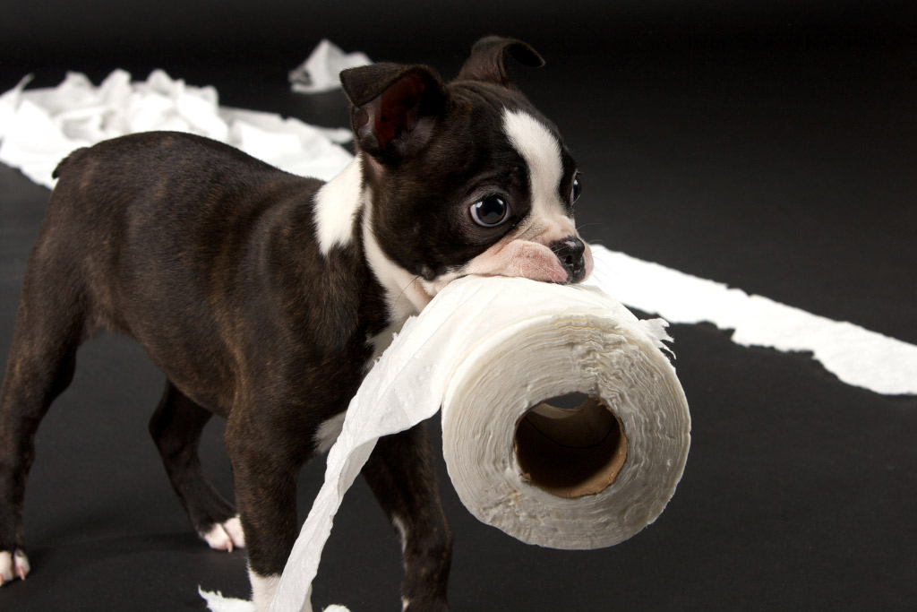 boston-terrier-training-challenges