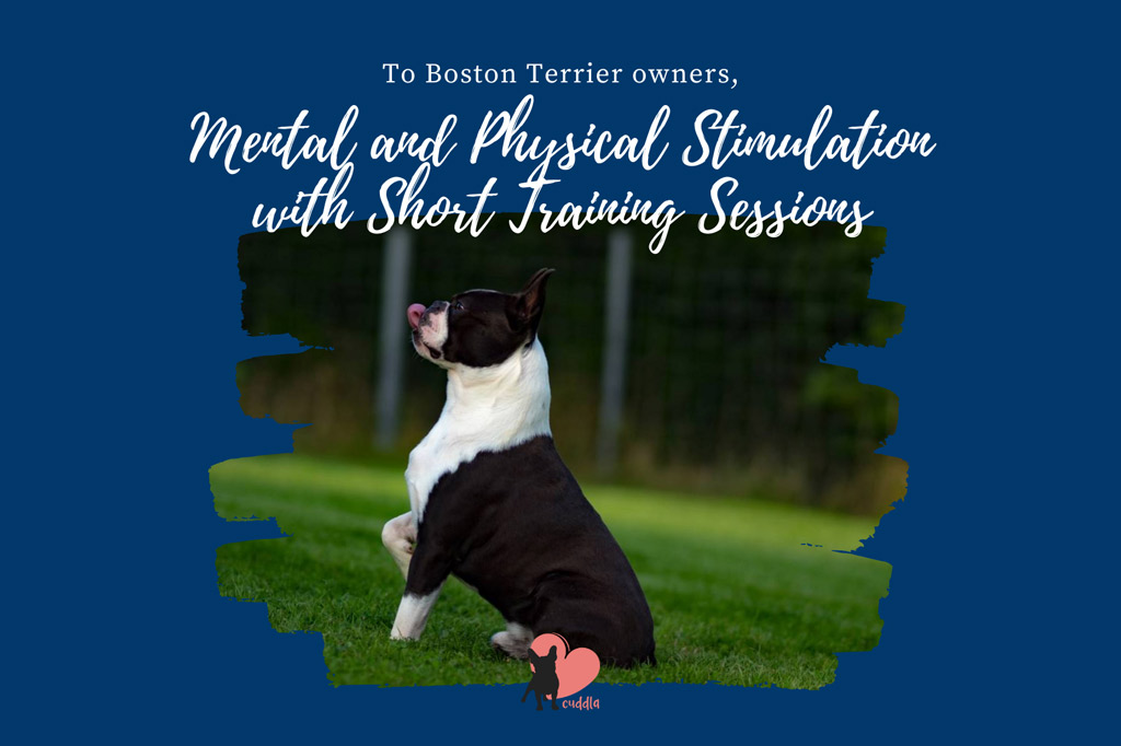 boston terrier hyperactive