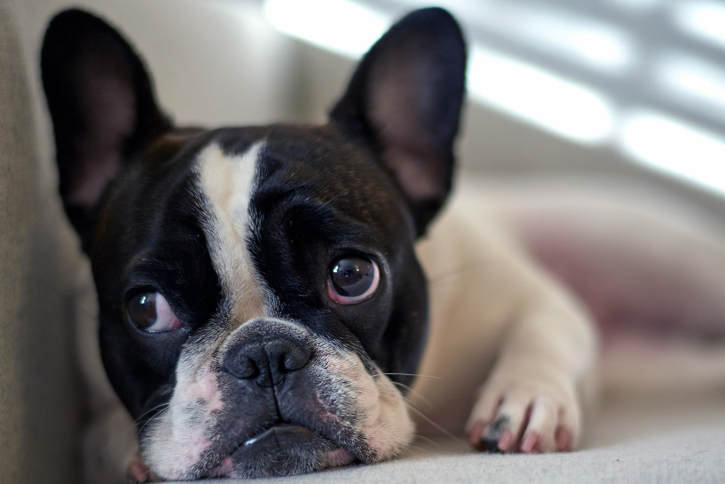 Boston Terrier Barking What to Expect And Training