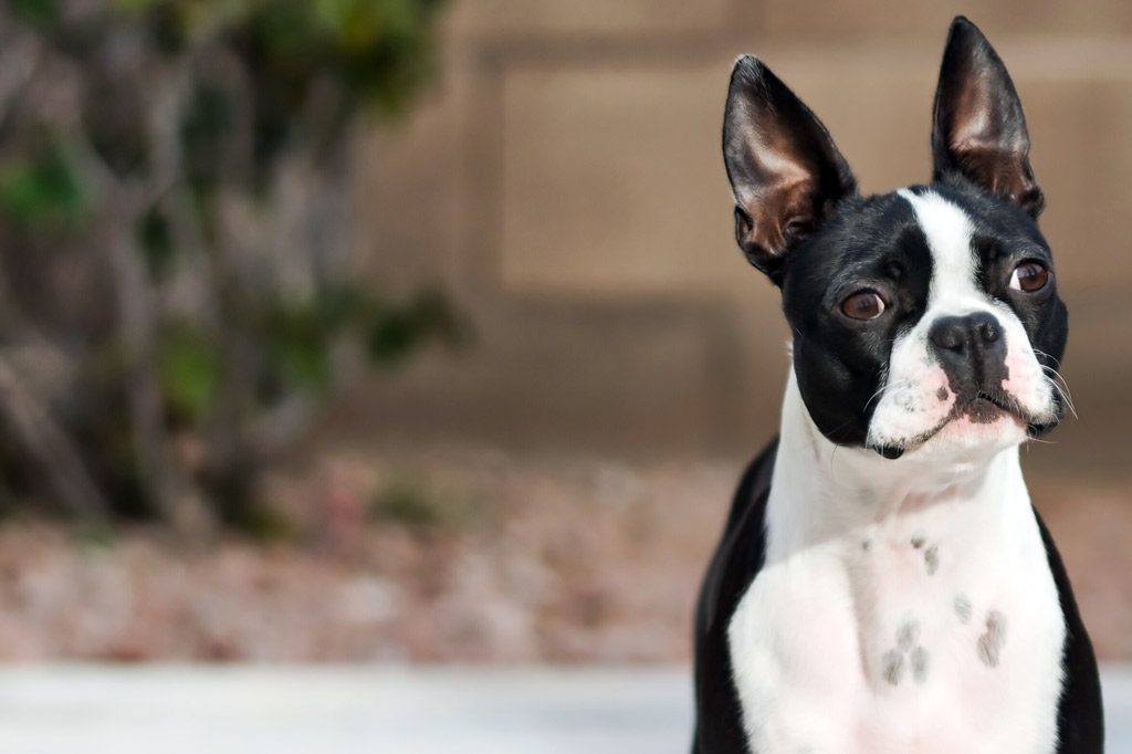 Boston Terrier Training Method, Session and Schedule