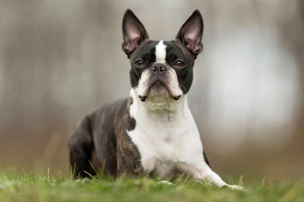 boston-terrier-training-sessions