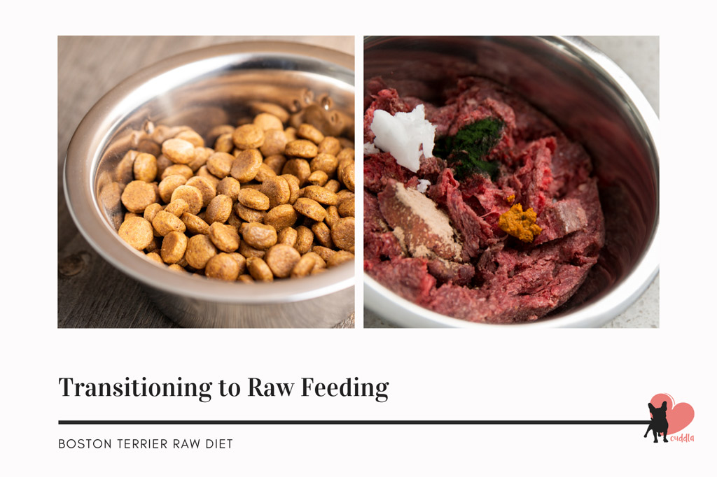 boston-terrier-transitioning-to-raw-food