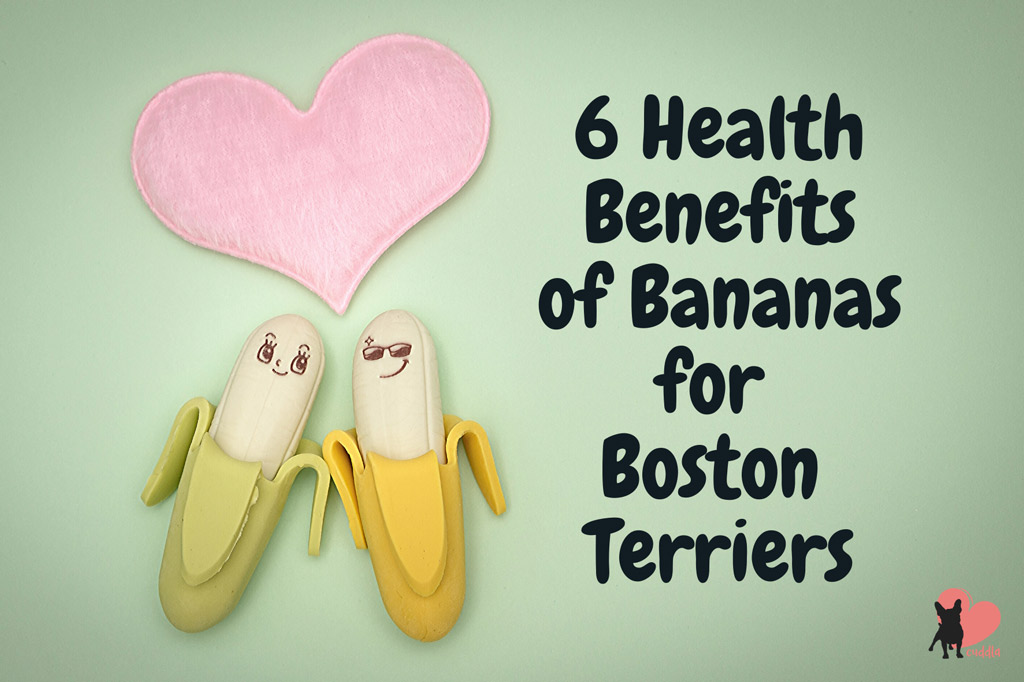 boston-terrier-treats-banana-benefits