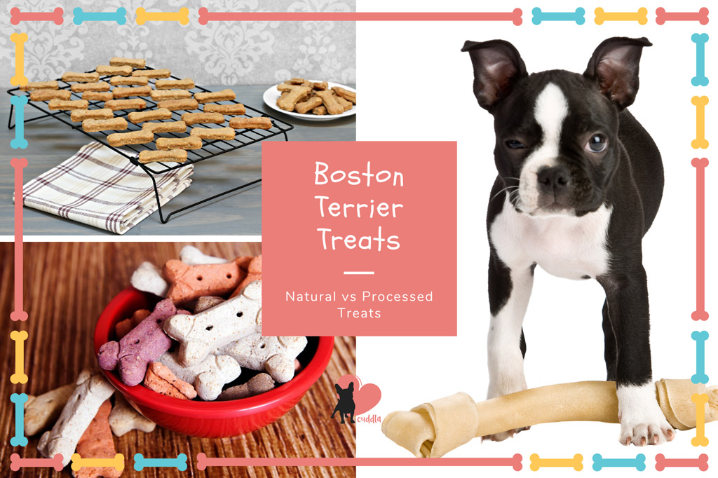 10 Boston Terrier Treats That Are 