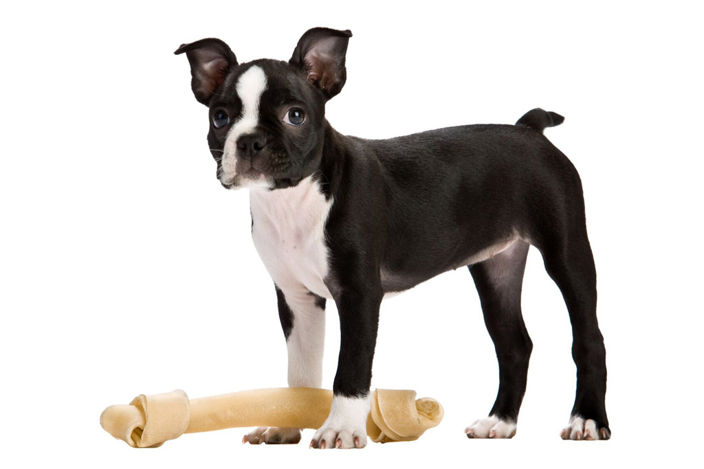 boston-terrier-treats