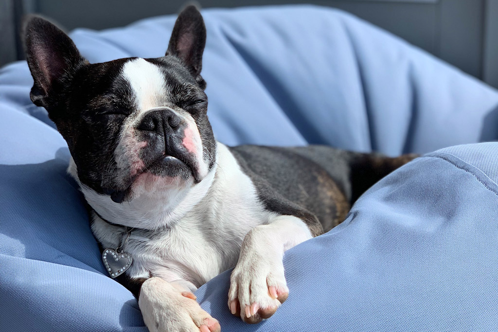 boston-terrier-under-covers