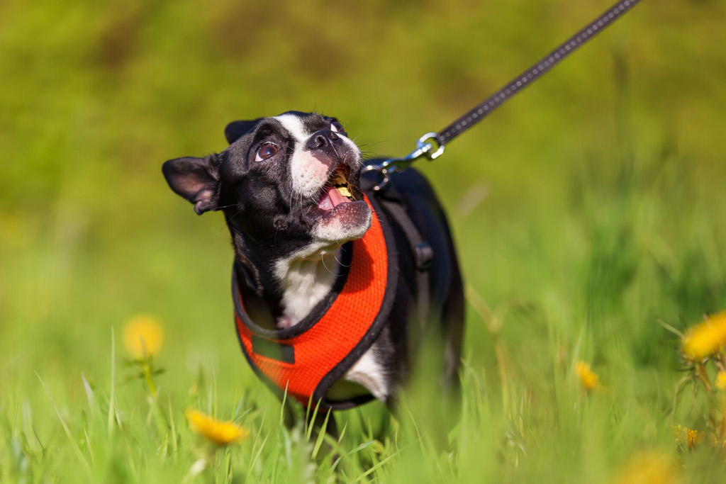 boston-terrier-walking-on-leash