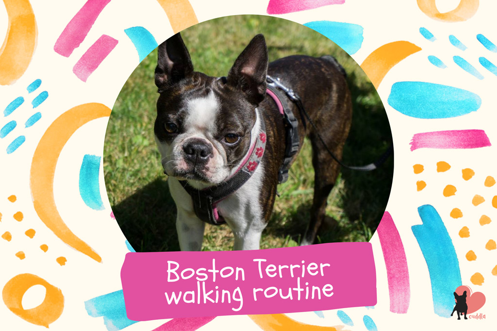 boston-terrier-walking-routine